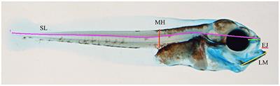 Ontogeny-Specific Skeletal Deformities in Atlantic Haddock Caused by Larval Oil Exposure